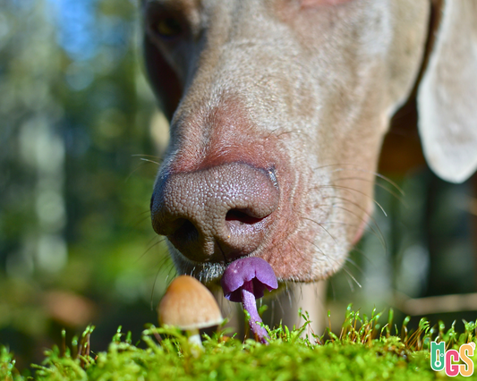 Can Dogs Eat Mushrooms
