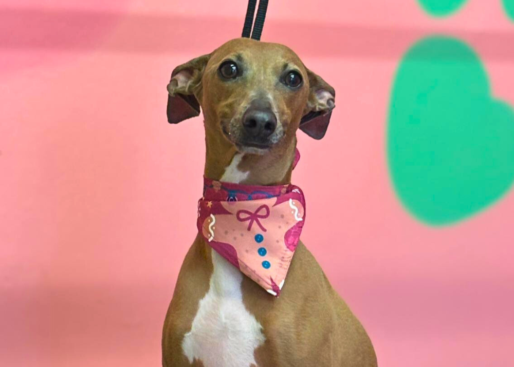 Can Dogs Eat Bacon Safely? Dos and Don’ts That Might Cost Your Fury Friend His Life