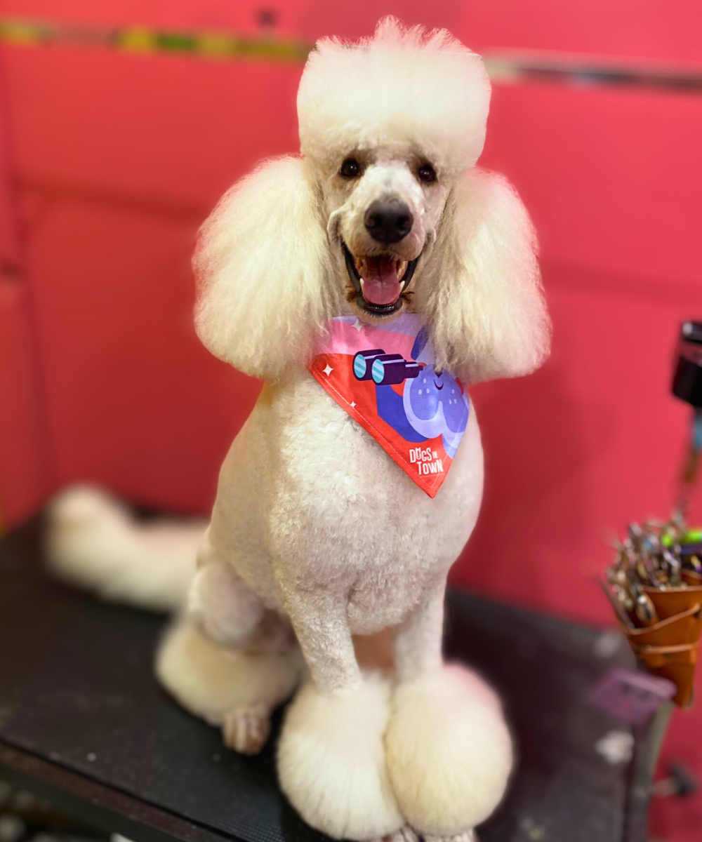 How Often Should You Groom Your Dog in Sydney?