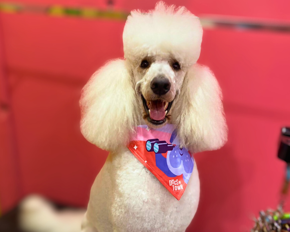 How Often Should You Groom Your Dog in Sydney?