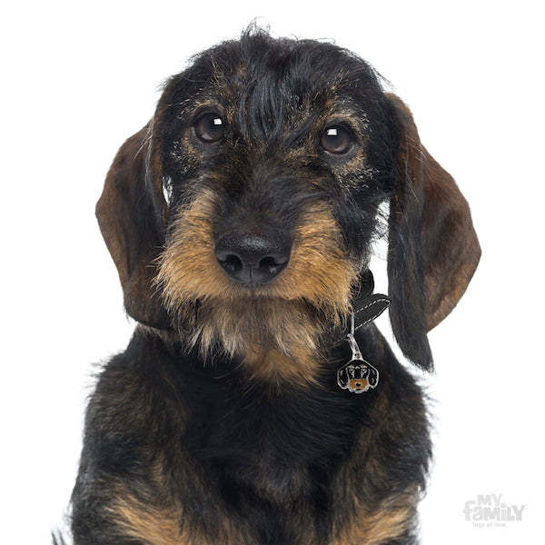 MyFamily Dog ID Tag / Black & Tan Wire-Haired Dachshund