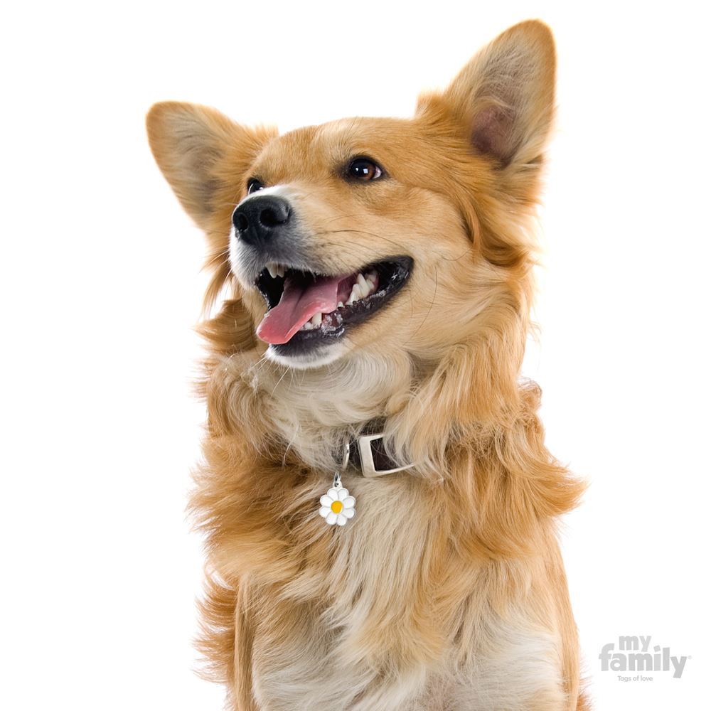MyFamily Dog ID Tag / Daisy