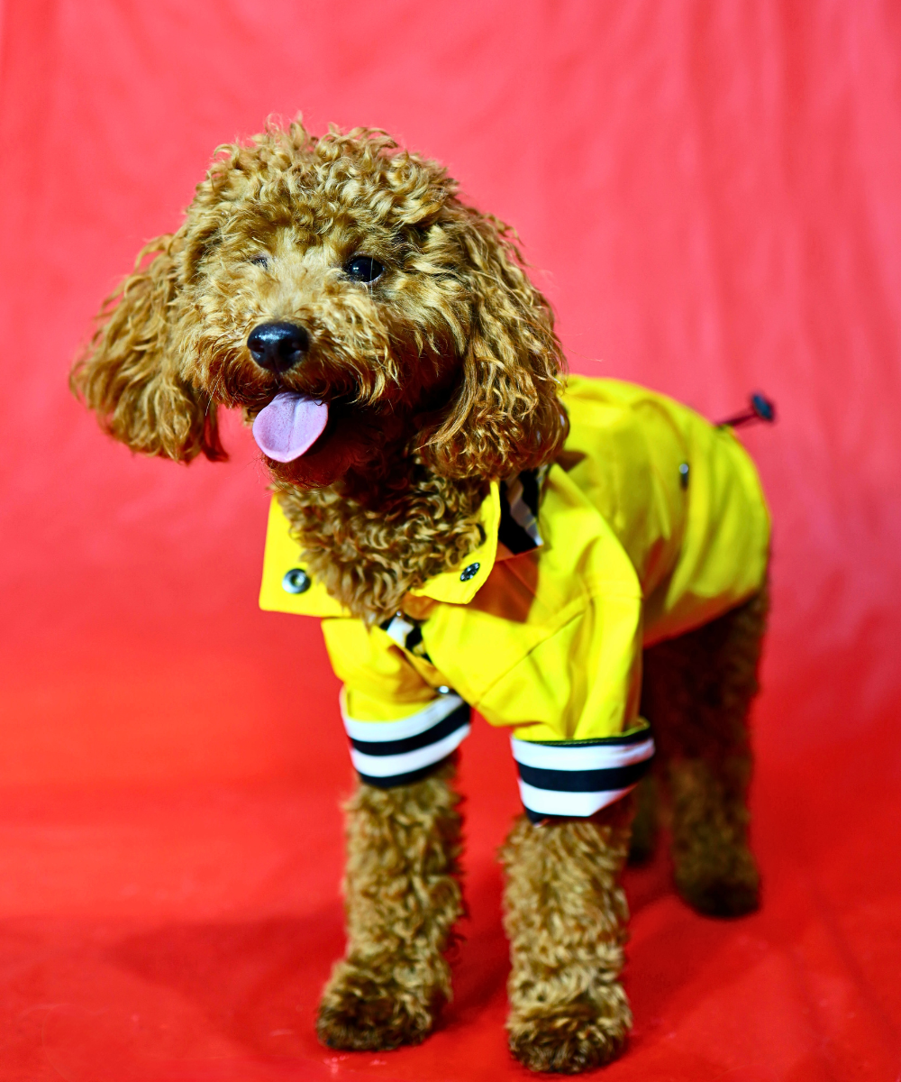 Dogs in Town Raincoat