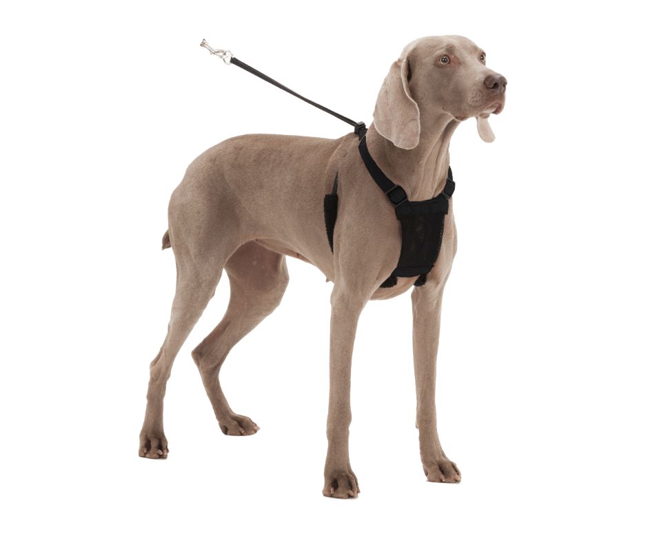 Sporn Mesh Harness Black