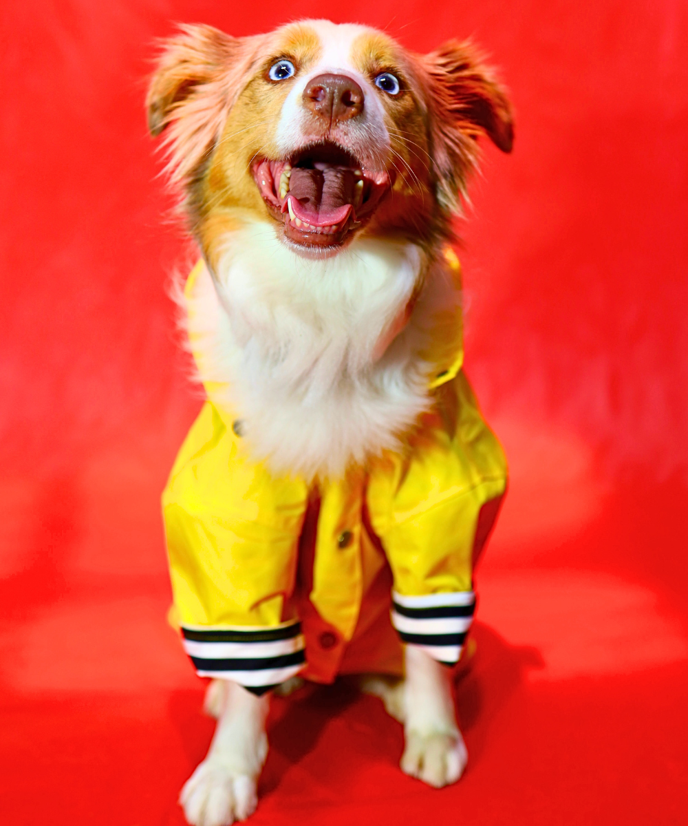Dogs in Town Raincoat