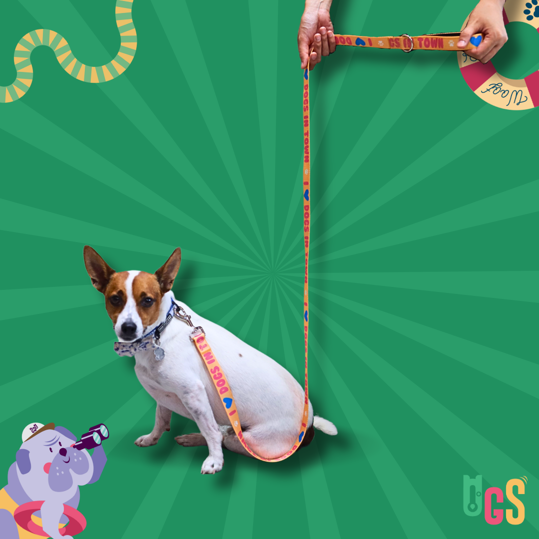 Dogs in Town Leash