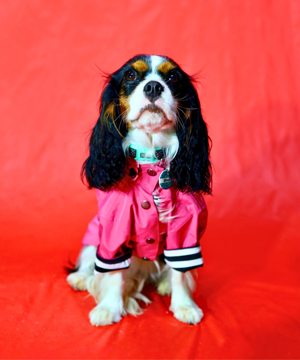 Dogs in Town Raincoat