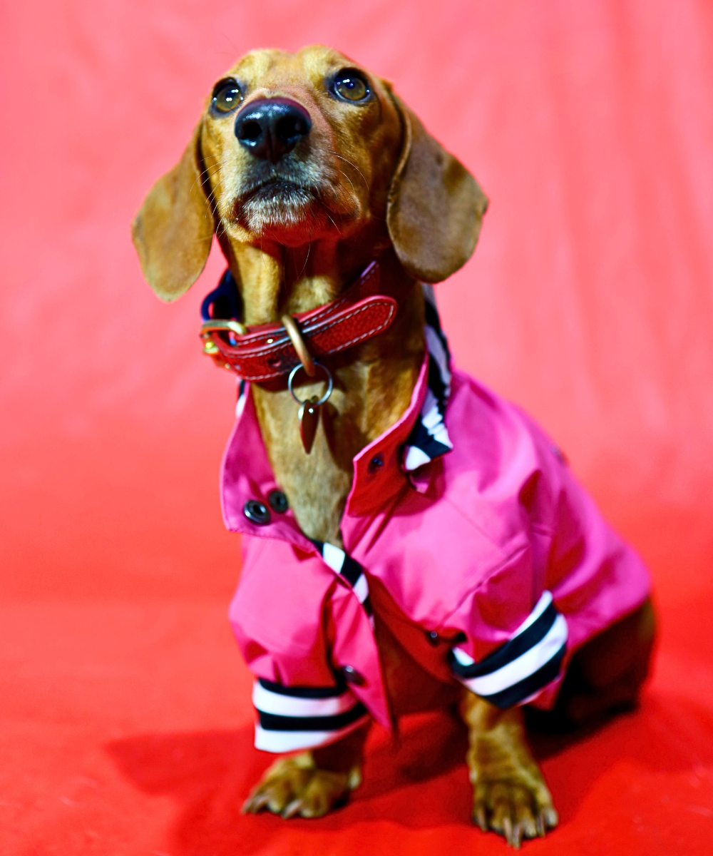 Dogs in Town Raincoat