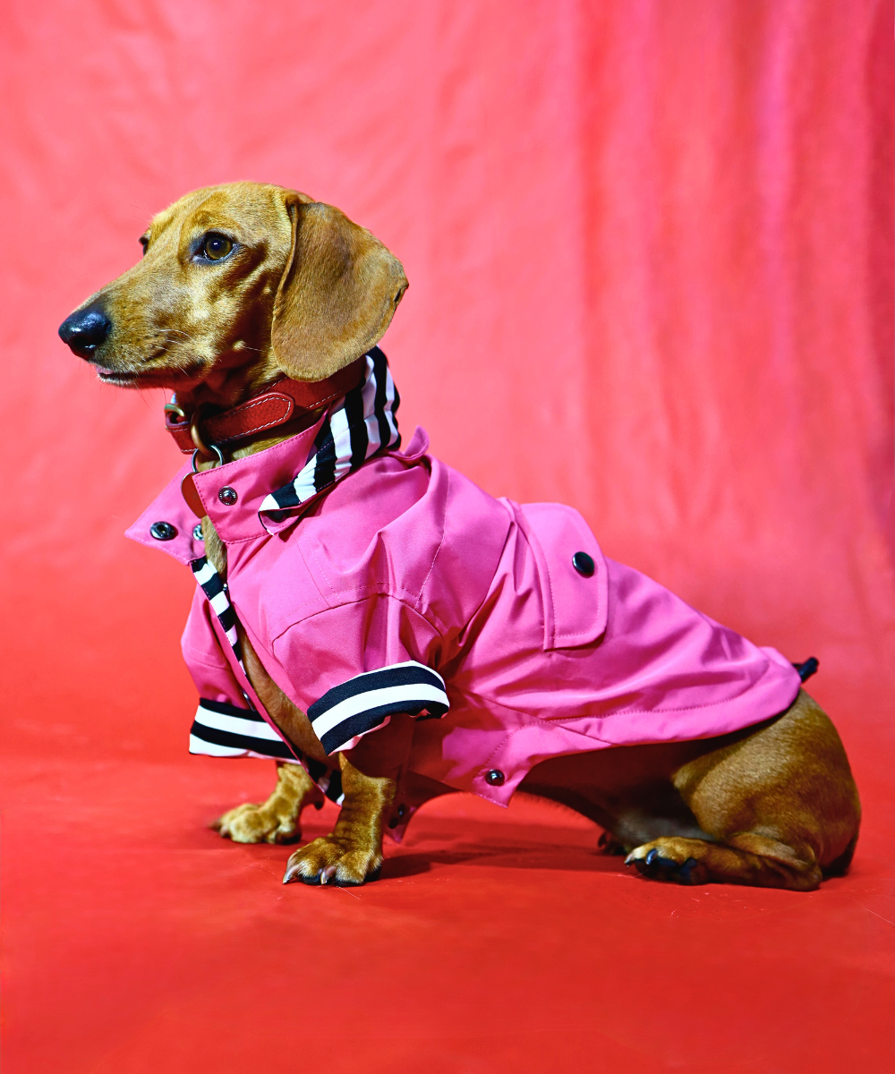 Dogs in Town Raincoat
