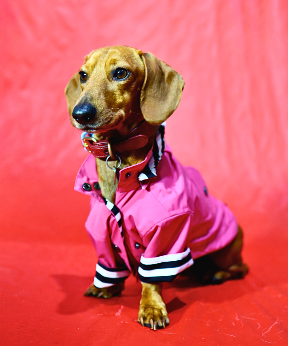 Dogs in Town Raincoat