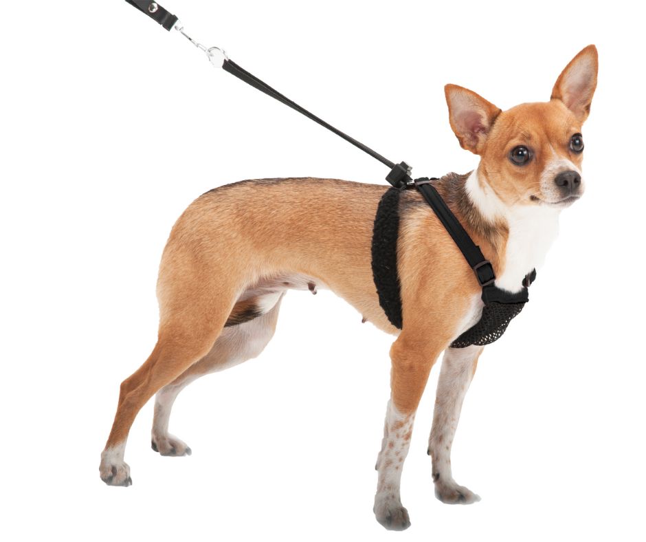 Sporn Mesh Harness Black