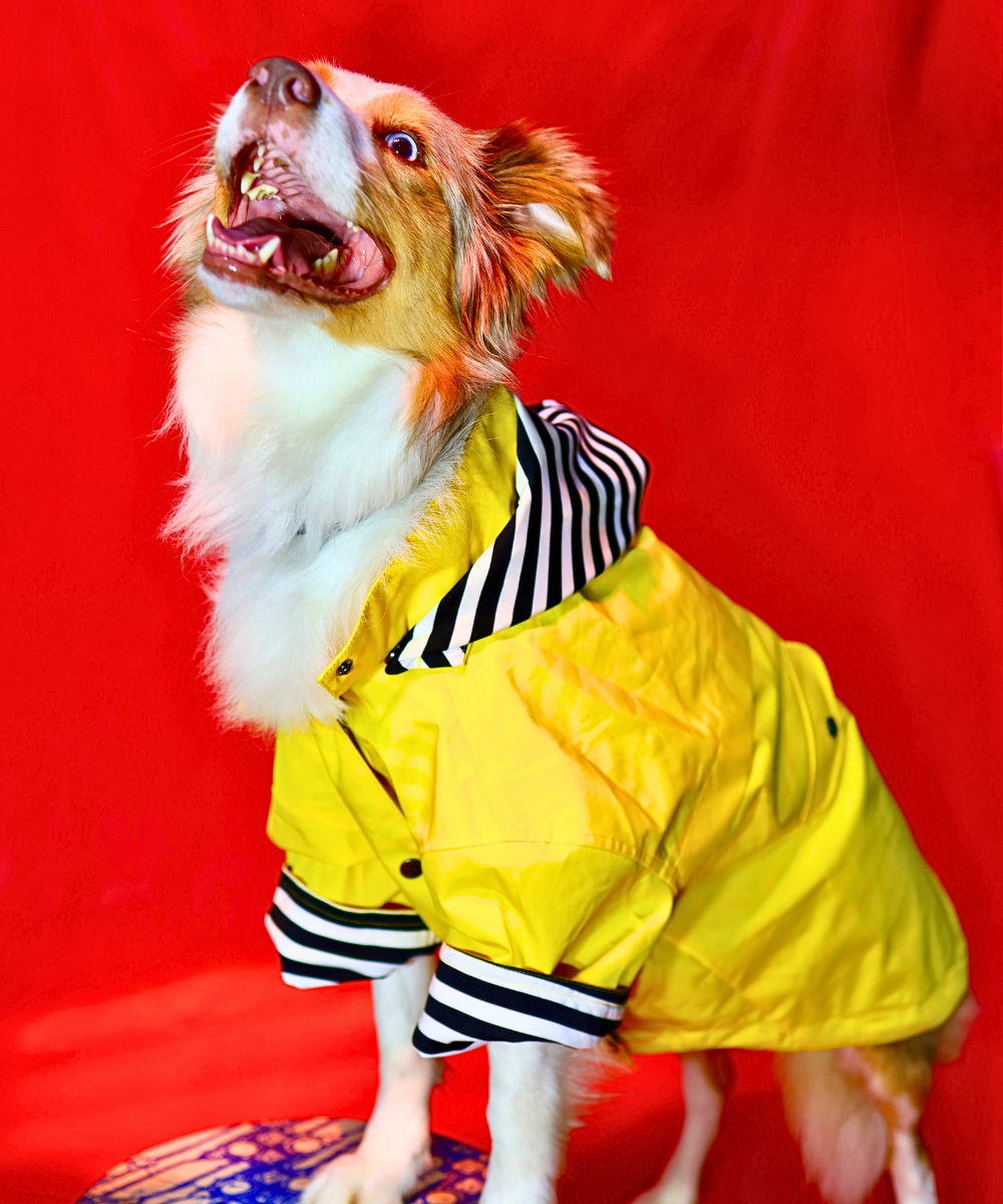 Dogs in Town Raincoat