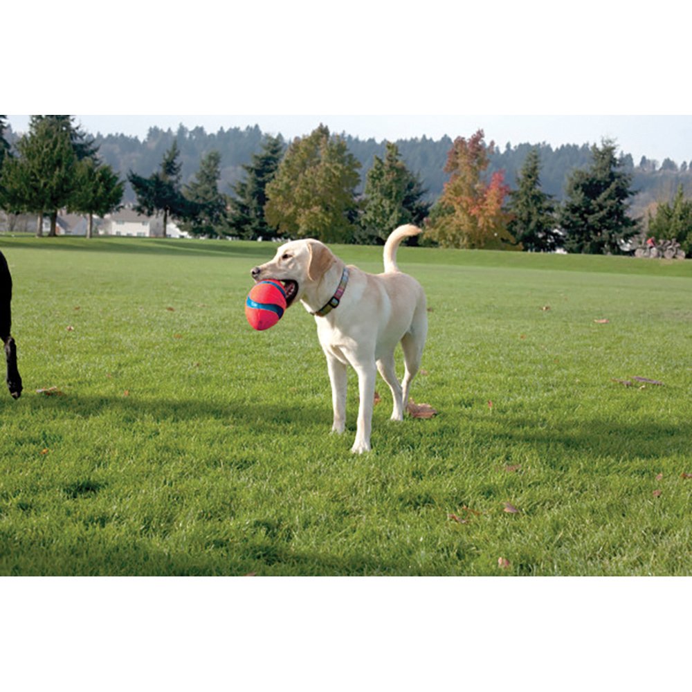 Chuckit! Fumble Fetch Small 22x12.5x12.5cm