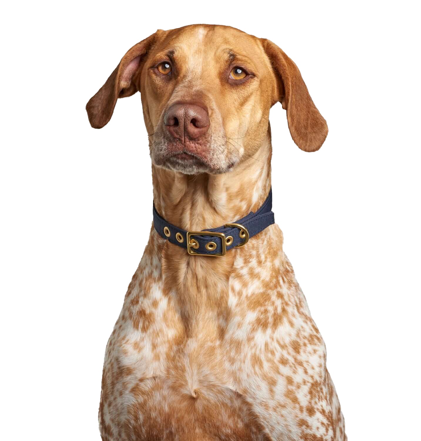 Navy + Brass All Weather Dog Collar