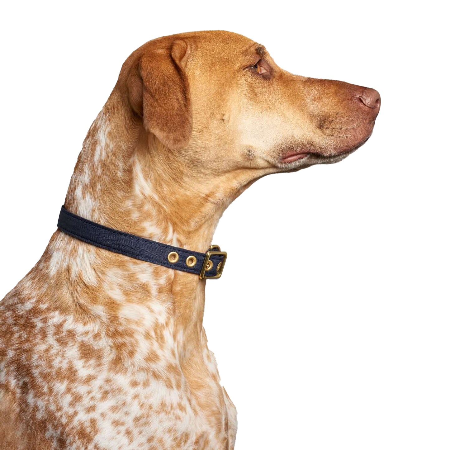 Navy + Brass All Weather Dog Collar