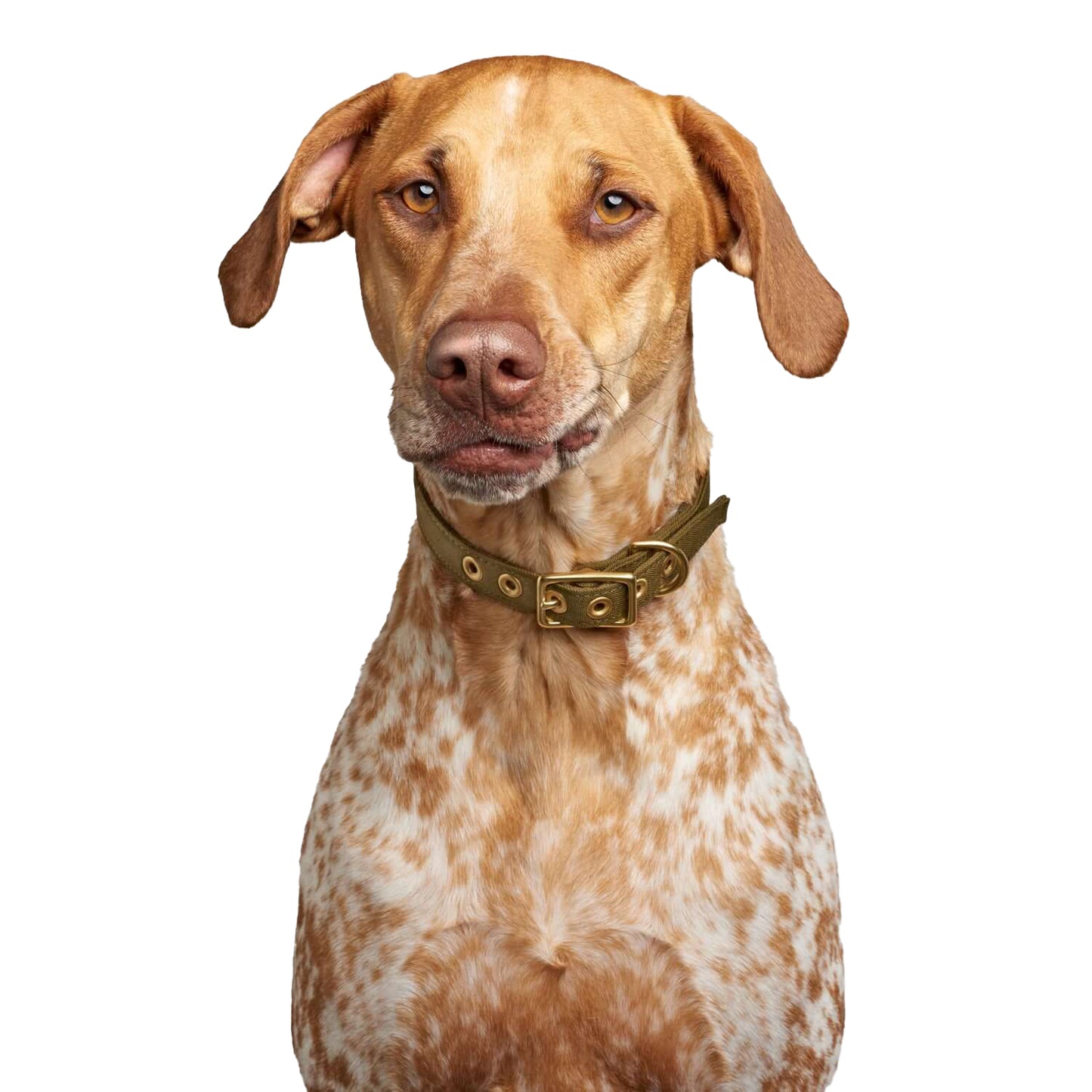 Olive + Brass All Weather Dog Collar