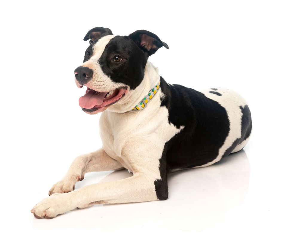Fuzzyard Collar Pina Colada