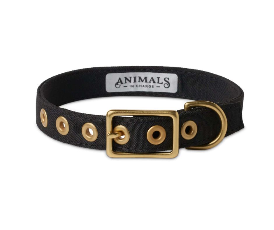 Black + Brass All Weather Collar