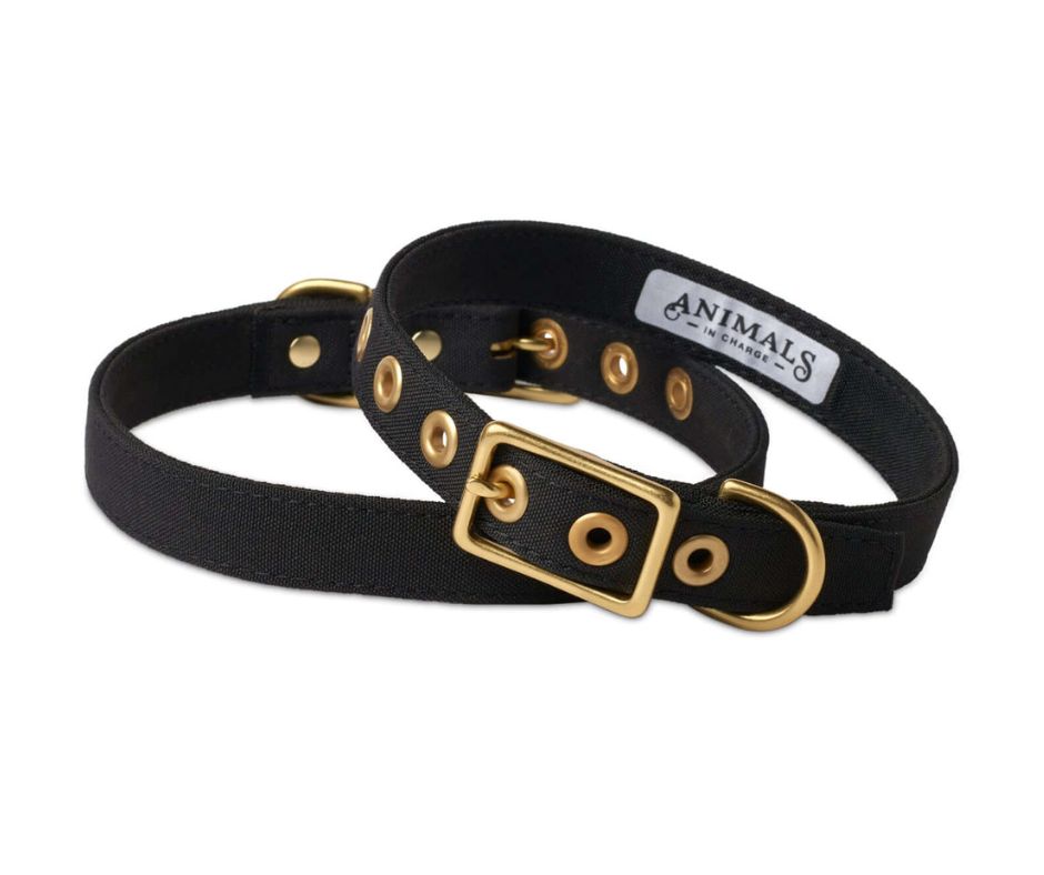 Black + Brass All Weather Collar