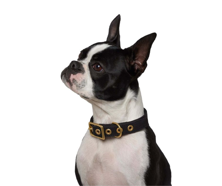 Black + Brass All Weather Collar
