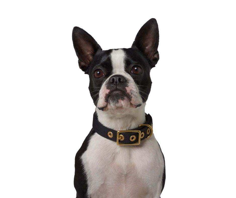 Black + Brass All Weather Collar