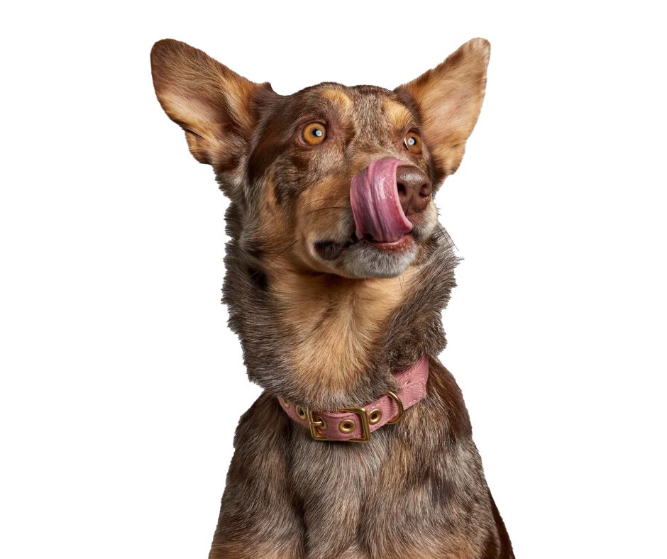 Dusty Pink + Brass Dog Collar