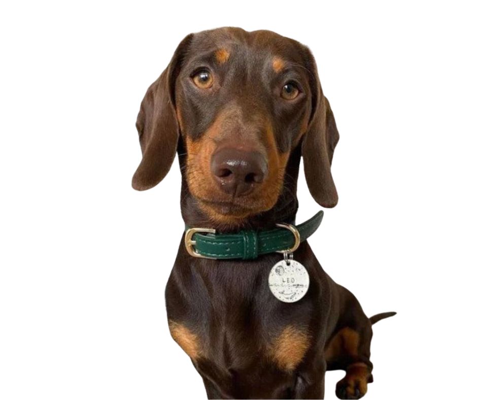 St Argo Collar Bottle Green