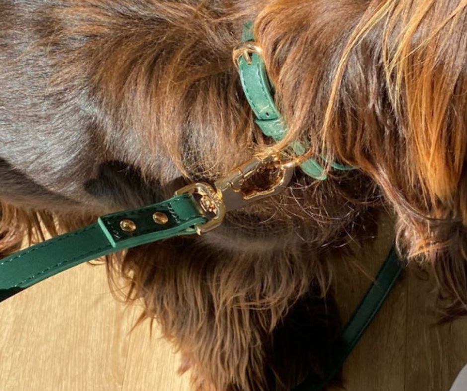 St Argo Collar Bottle Green