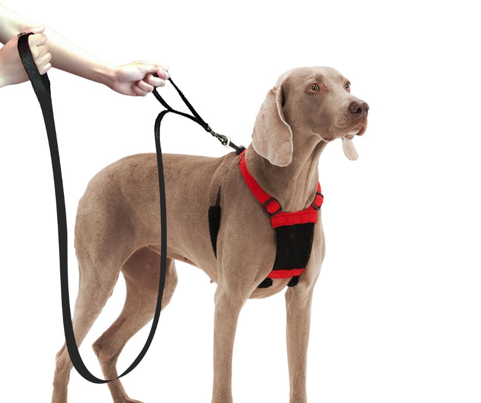 Sporn Training Leash