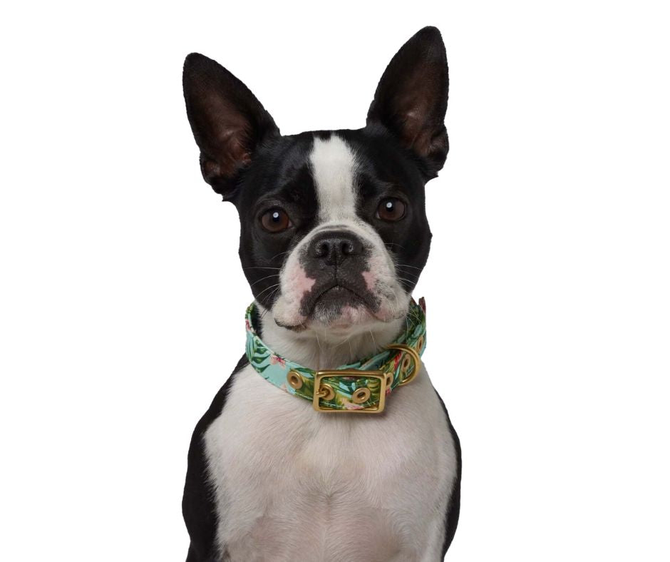 Coastal Flower + Brass Cafe Collar