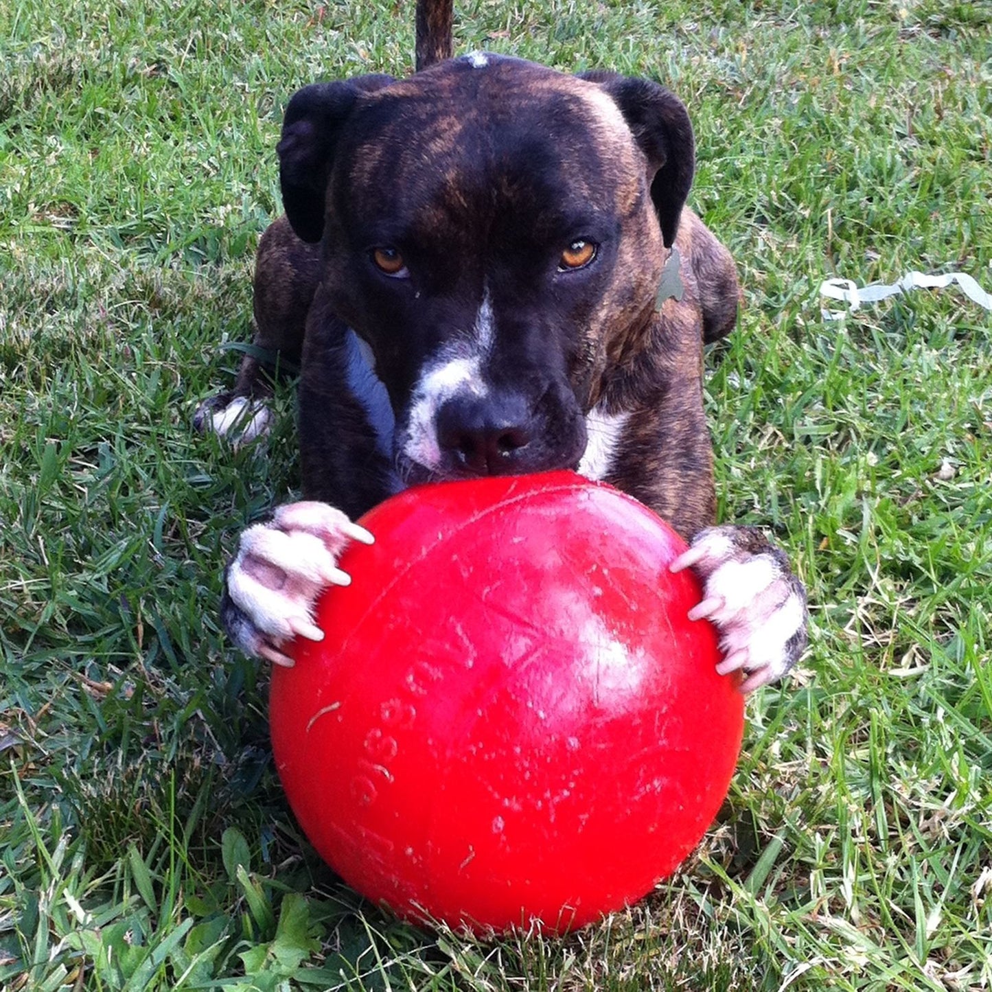 AUSSIE DOG Enduro Ball / 190mm Medium
