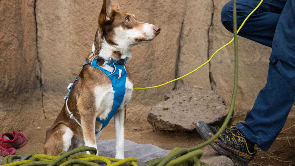 RUFFWEAR Flagline™ Dog Harness with Handle