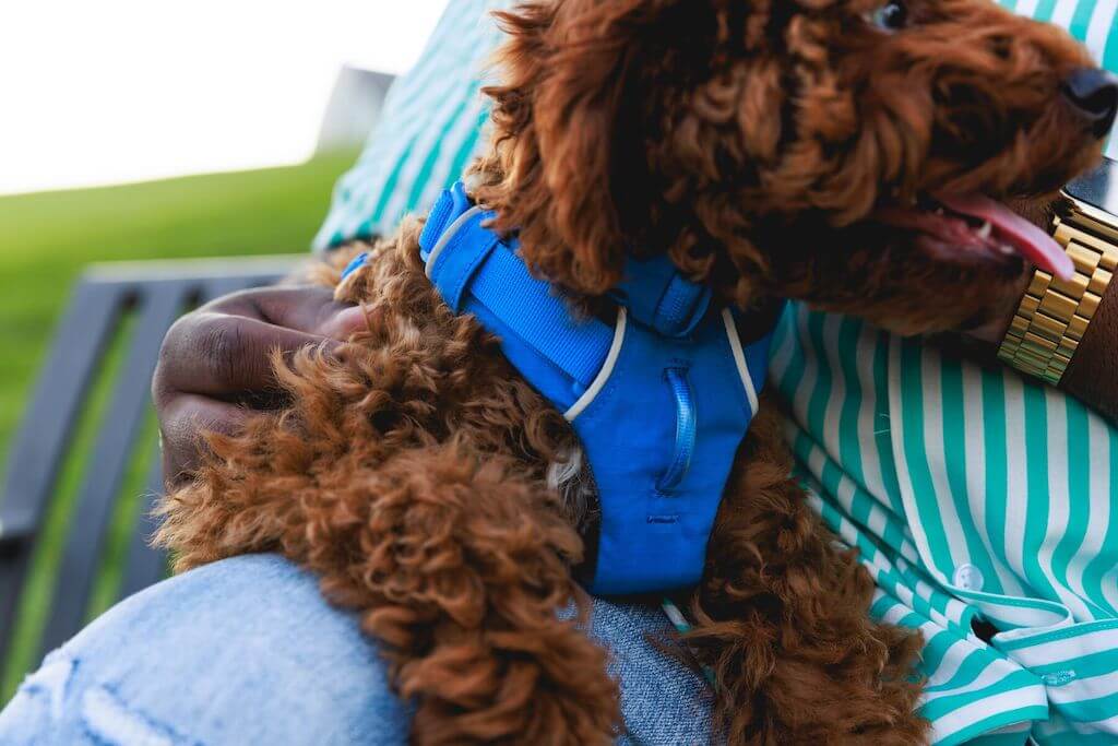 RUFFWEAR Front Range Harness Blue Pool