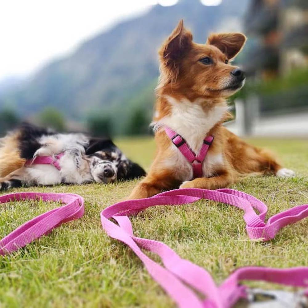 Haqihana Dog Leash 3m