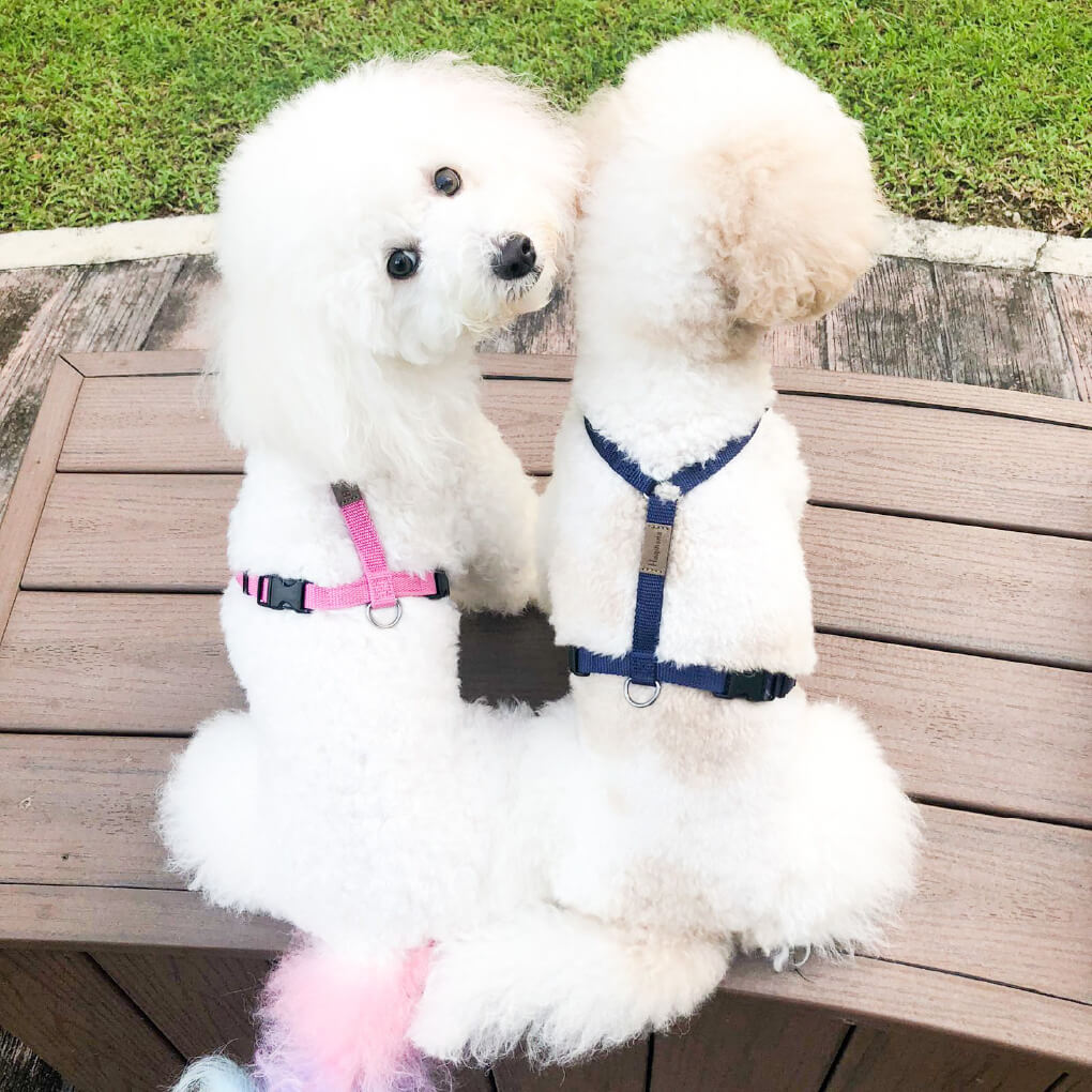 Haqihana Dog Harness