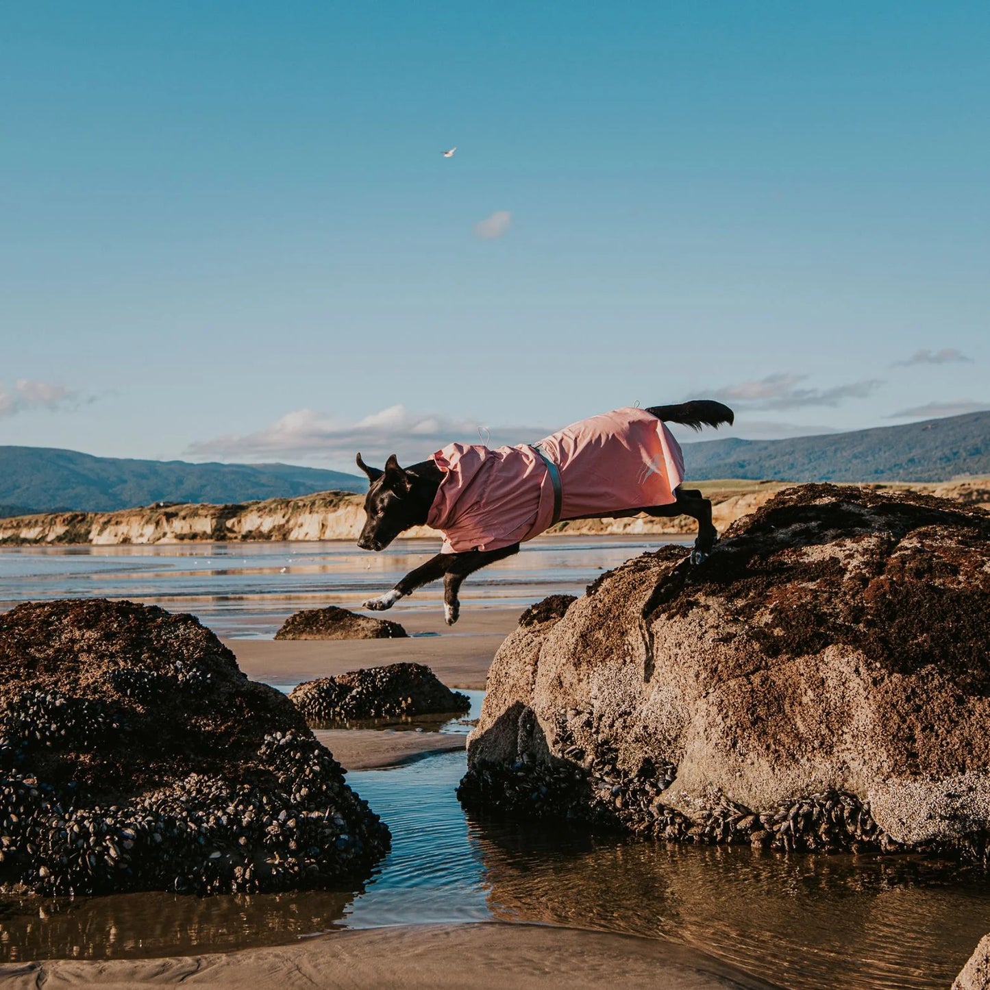 HUSKIMO Peak Raincoat for Dog