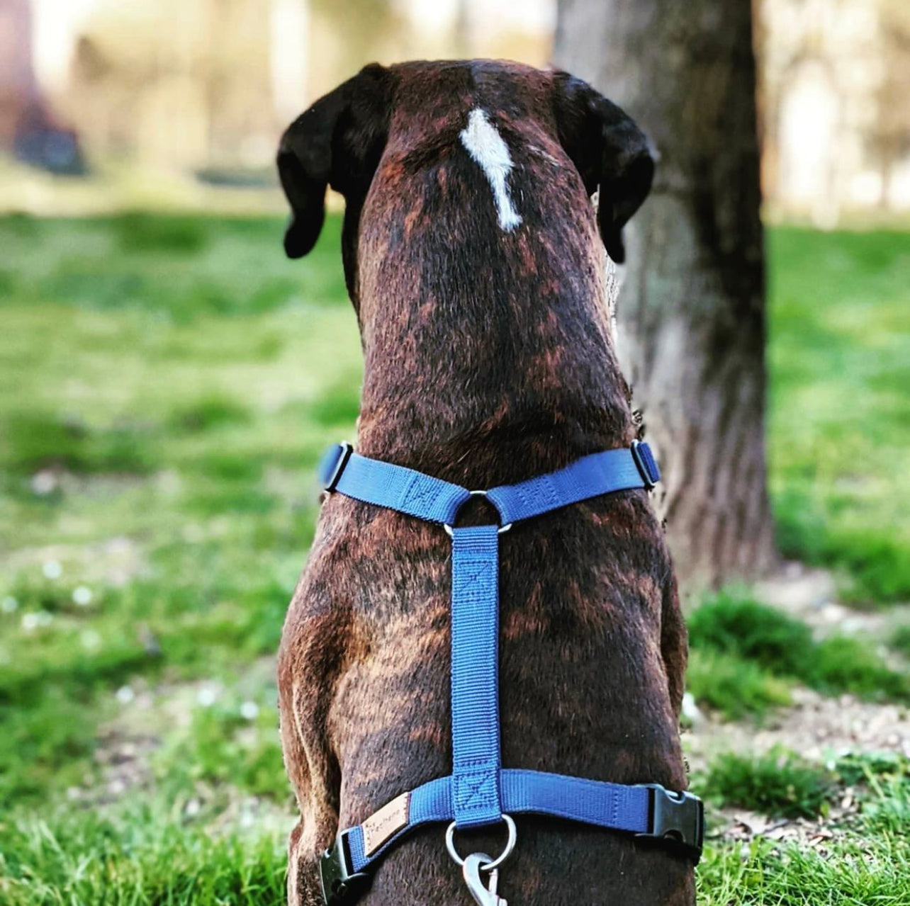Haqihana Dog Harness