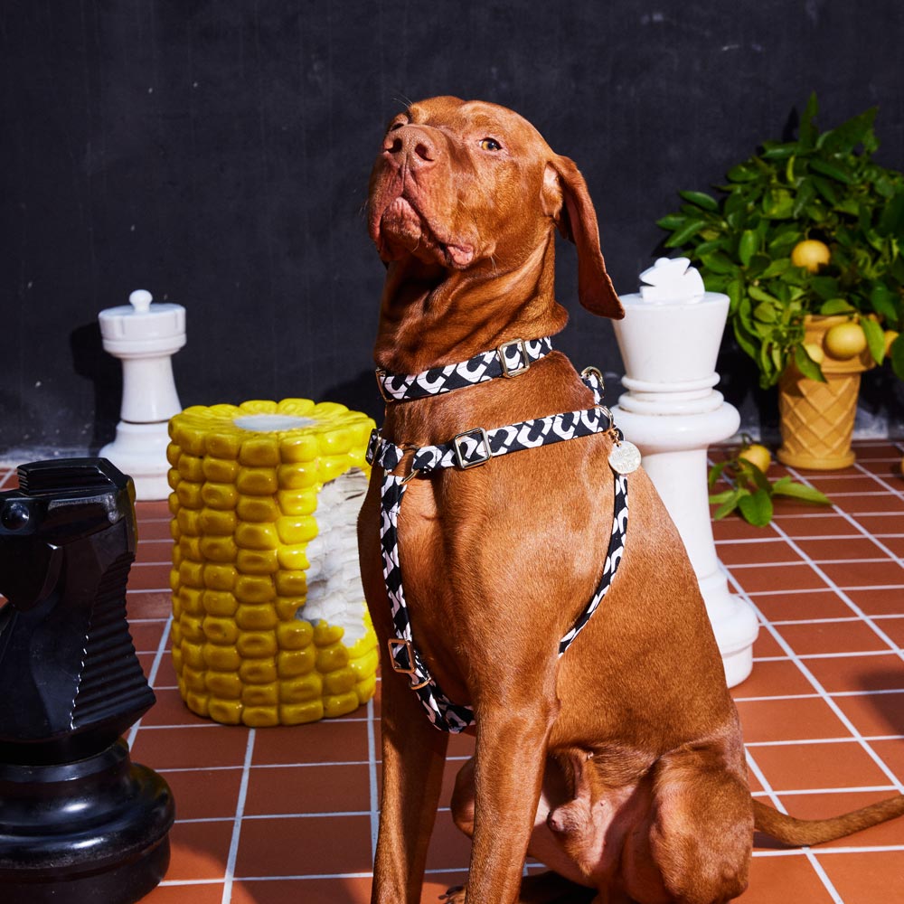 NICE DIGS - Check Mate Dog Collar