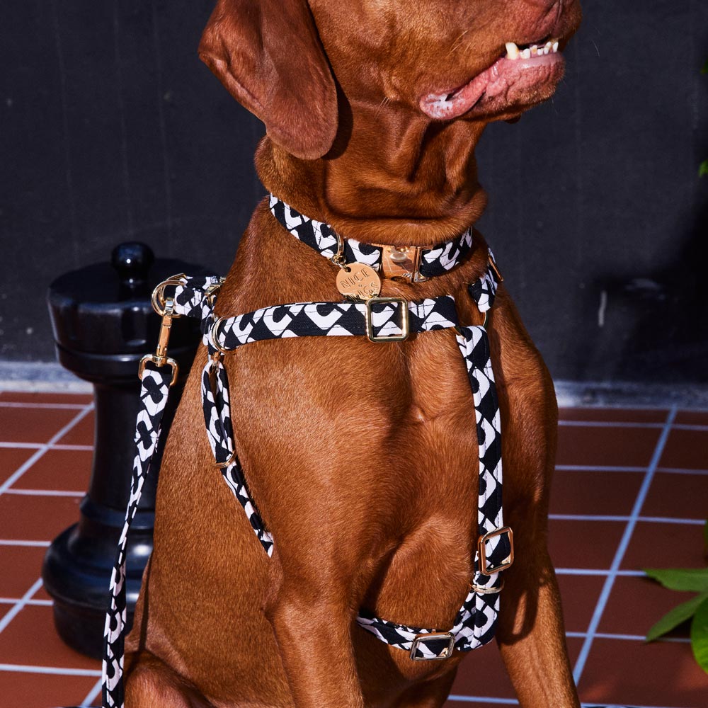 NICE DIGS - Check Mate Dog Collar