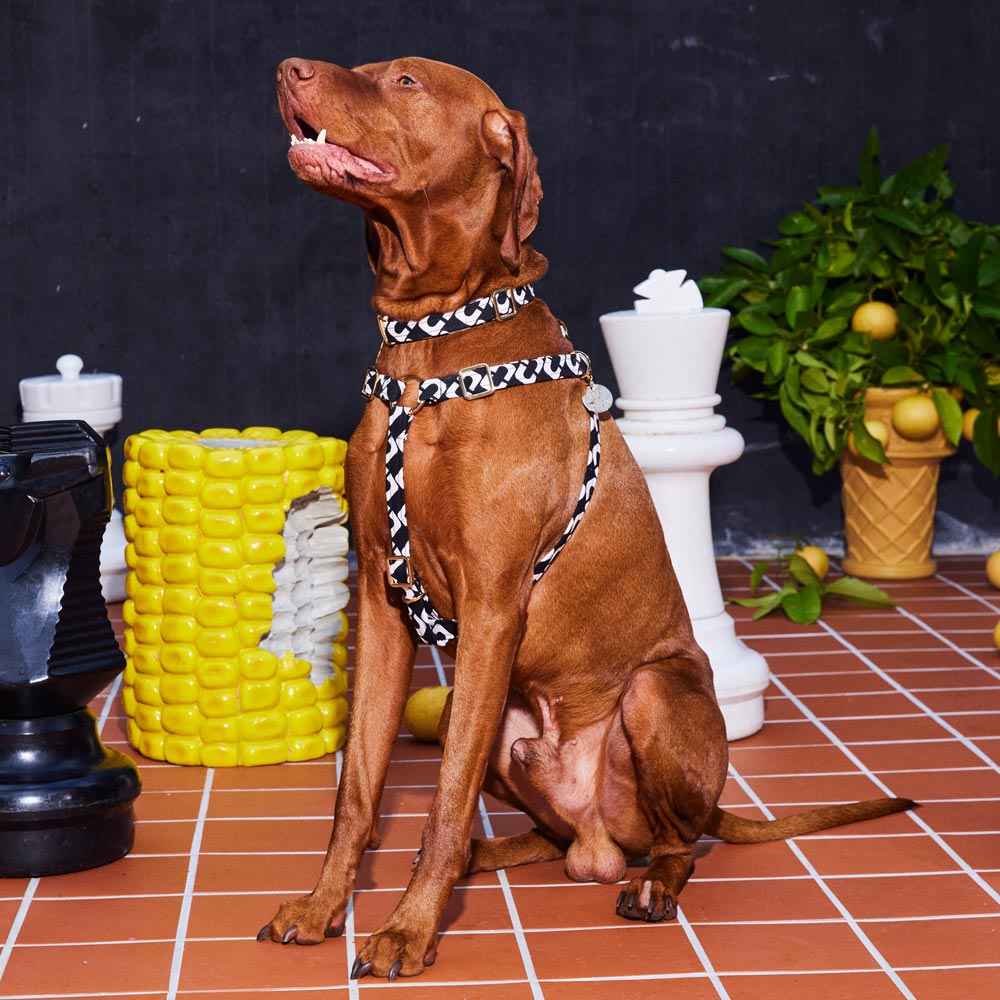 NICE DIGS - Check Mate Dog Collar