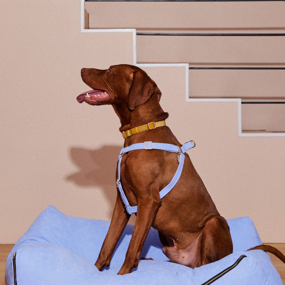 NICE DIGS Colonel Mustard Dog Collar