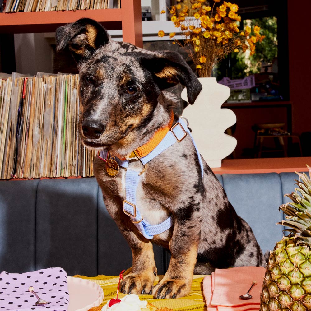 NICE DIGS - Cord Dog Collar