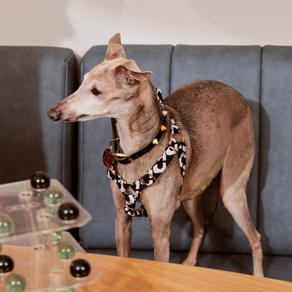 NICE DIGS Smooth Spike Leather Dog Collar