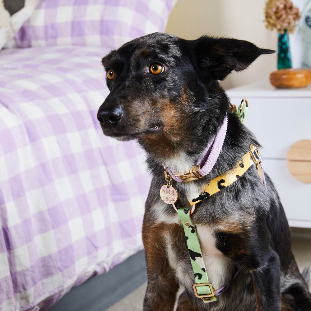 NICE DIGS - Cord Dog Collar