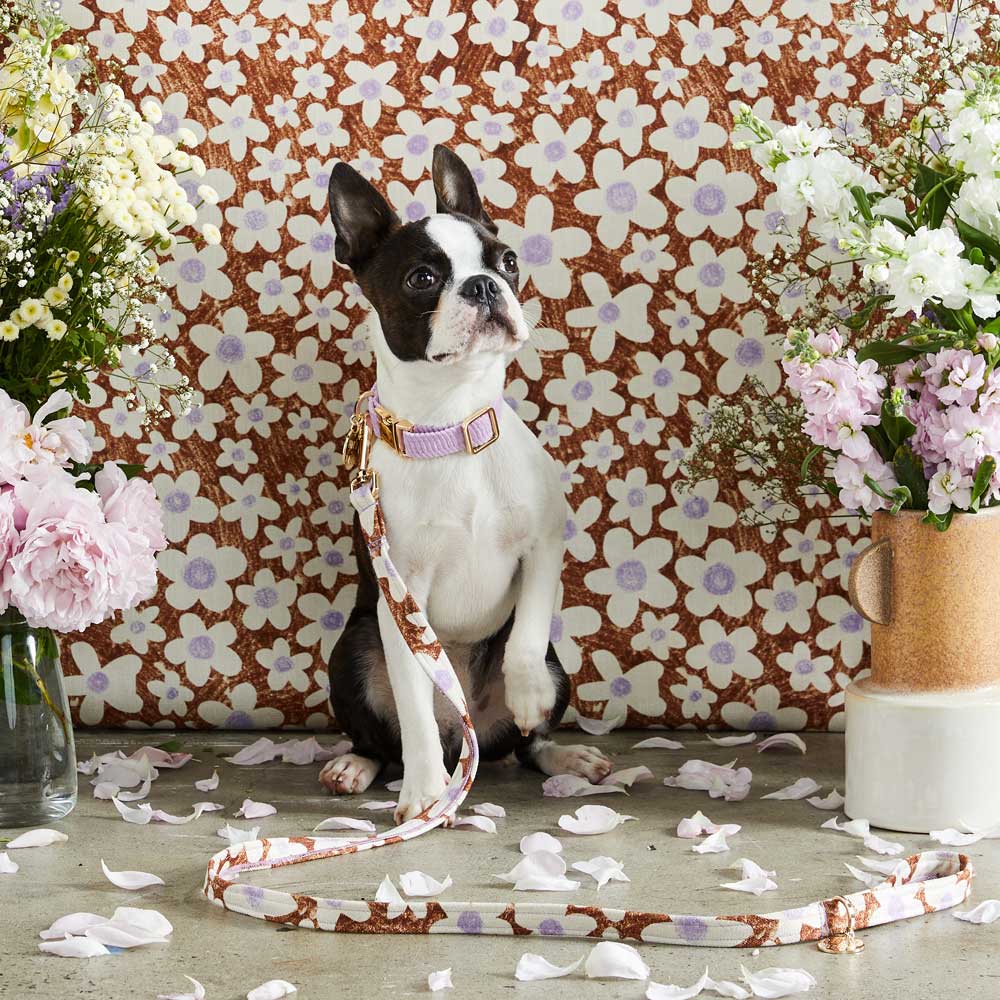 NICE DIGS - Cord Dog Collar