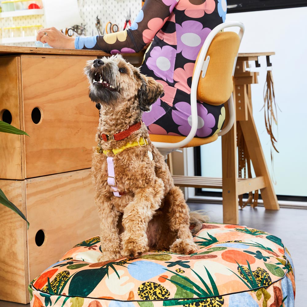 NICE DIGS - Cord Dog Collar