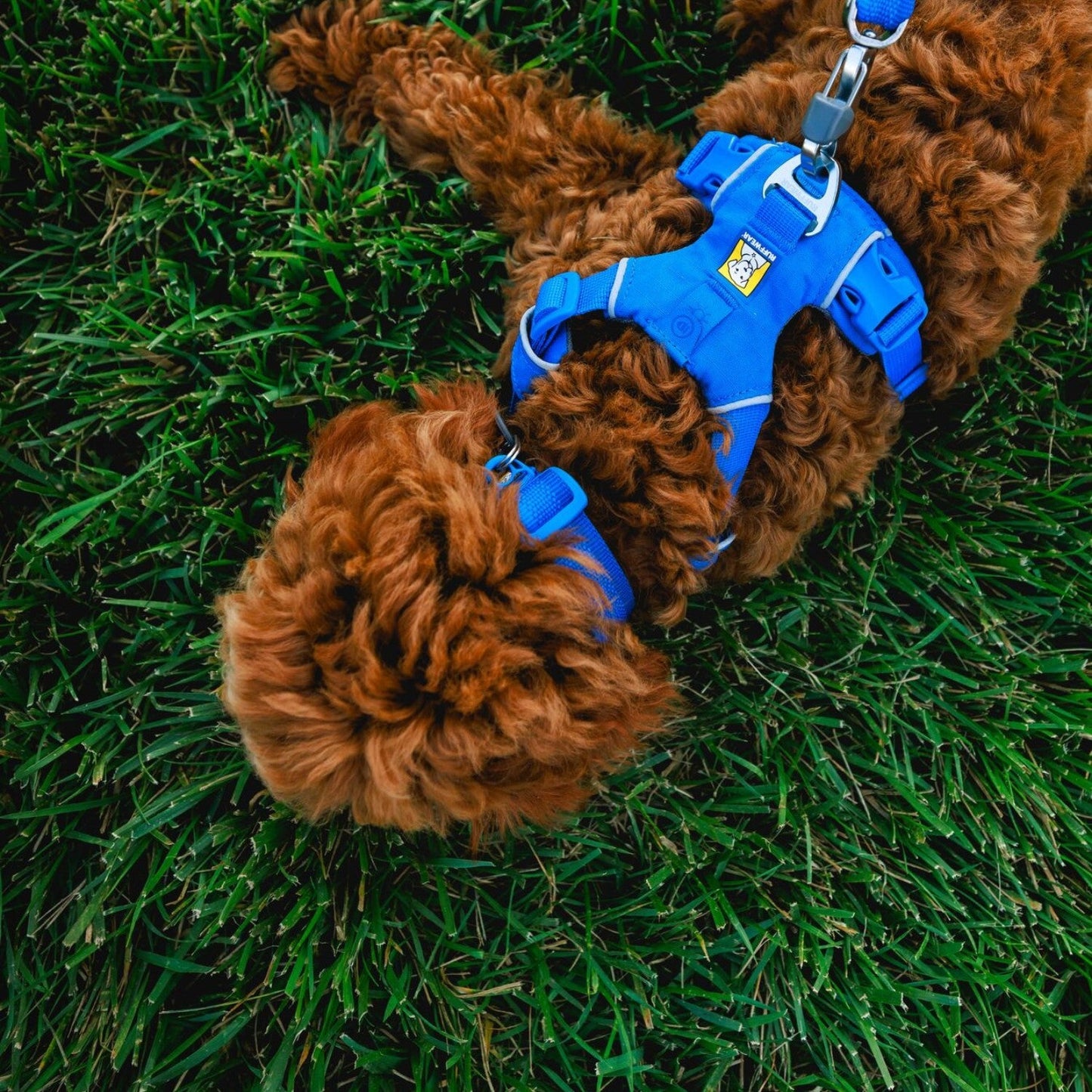 Ruffwear Front Range Harness Blue Pool