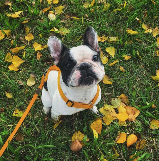 Haqihana Dog Harness