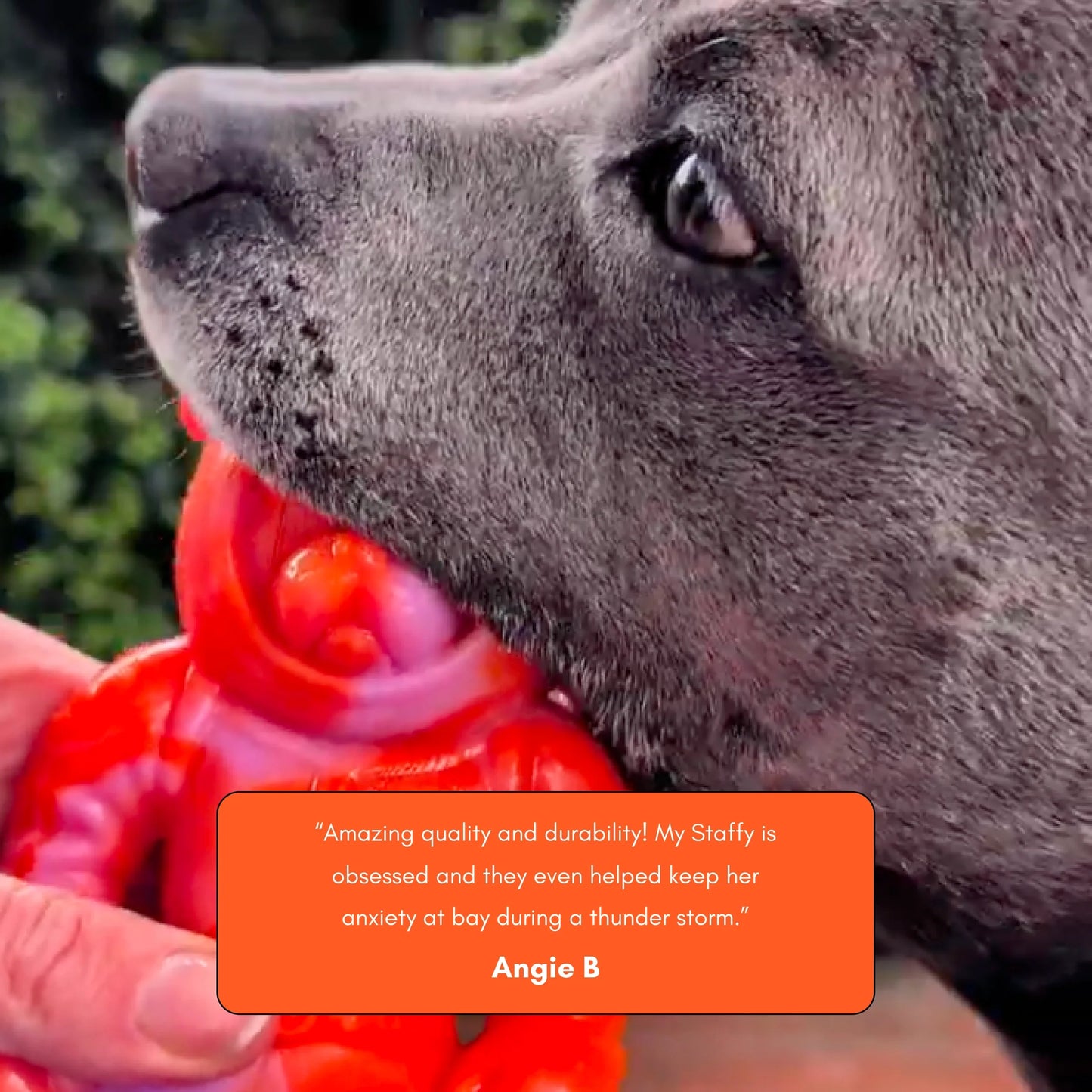 Happy Staffy - Astro Pup Dog Toy