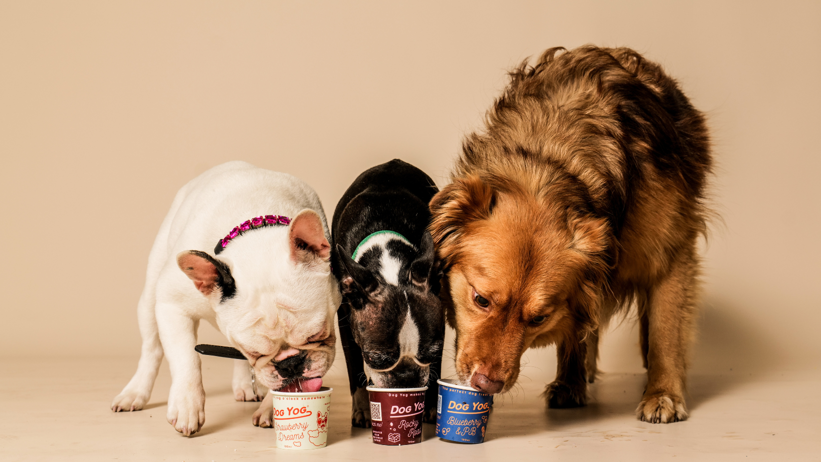 DOG YOG Probiotic Ice Cream for Dogs | Dogs in Town
